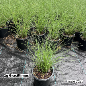 June 2025 1g Gracillimus Group for Website